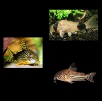 Corydoras 